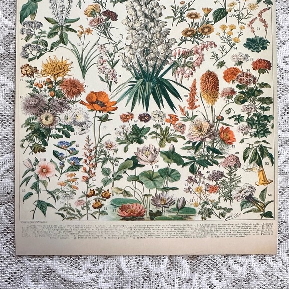 Vintage Scientific French "Fleurs" (Flowers) Floral Chart Print 8x10 4/5 - Picture 6 of 8